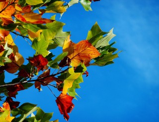 Fall Leaves Against a Sunny Blue Sky
